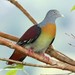 Little Green-Pigeon - Photo (c) markus lilje, some rights reserved (CC BY-NC-ND), uploaded by markus lilje