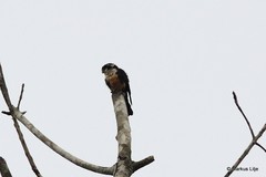 Microhierax fringillarius