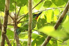 Psilopogon mystacophanos