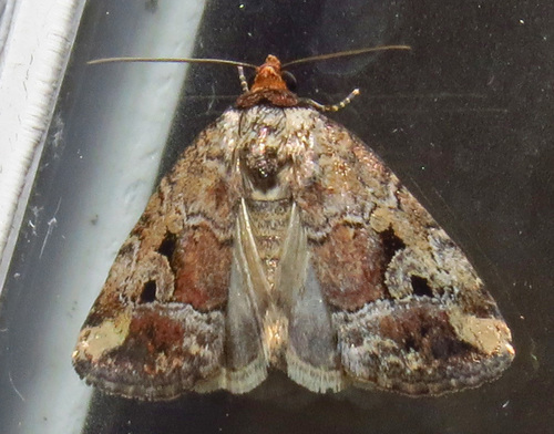 Pale-winged Midget photo 3