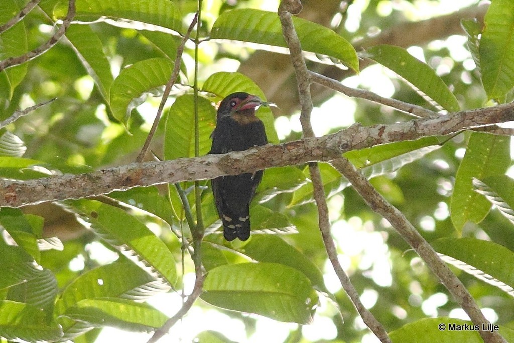 Dusky Broadbill