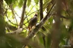 Pycnonotus zeylanicus