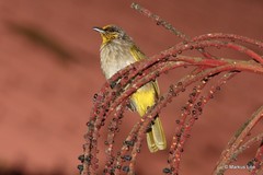 Pycnonotus finlaysoni