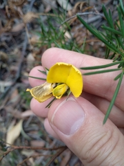 Gompholobium grandiflorum
