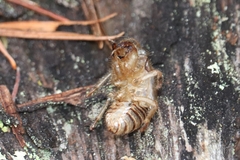 Platypedia areolata