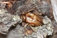 Platypedia areolata