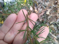 Gompholobium grandiflorum