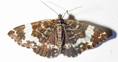 Rheumaptera hastata