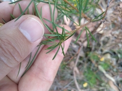 Gompholobium grandiflorum