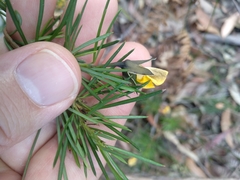 Gompholobium grandiflorum