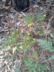 Gompholobium grandiflorum