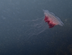 Cyanea annaskala