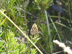 Heteronympha cordace