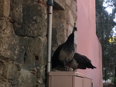 Pavo cristatus