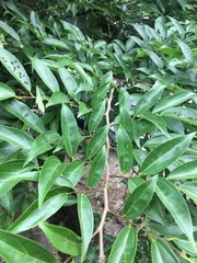 Celtis tetrandra