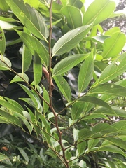 Celtis tetrandra