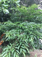 Celtis tetrandra