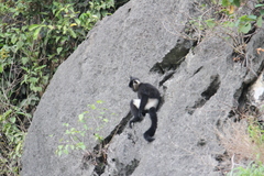 Trachypithecus delacouri