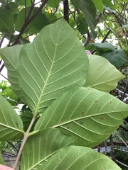 Neonauclea reticulata