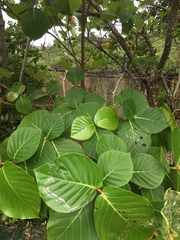 Neonauclea reticulata