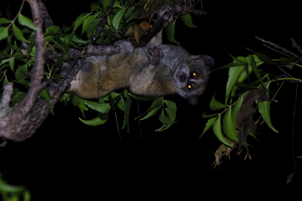 Pygmy Slow Loris