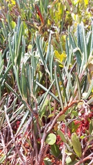 Andromeda polifolia glaucophylla