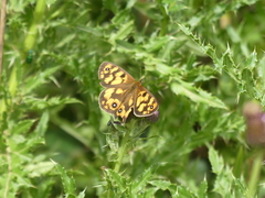 Heteronympha cordace