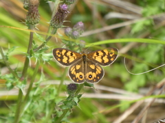 Heteronympha cordace