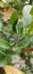 Trematocoris lobipes