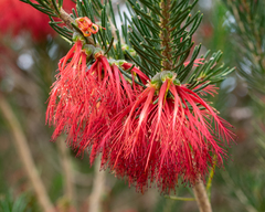 Melaleuca quadrifida