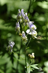 Aconitum variegatum