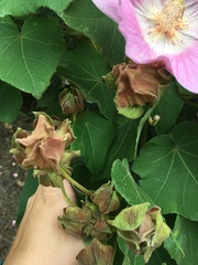 Hibiscus indicus integrilobus