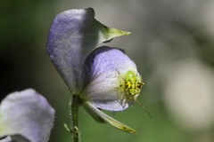 Aconitum variegatum