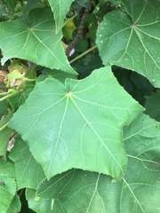 Hibiscus indicus integrilobus