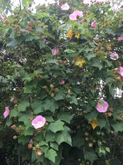 Hibiscus indicus integrilobus