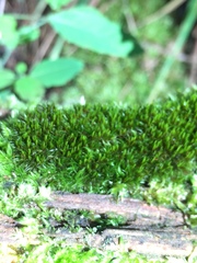 Dicranum flagellare