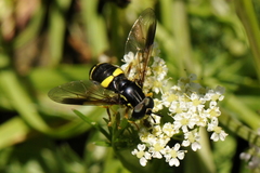 Chrysotoxum bicinctum