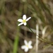 Arkansas Leastdaisy - Photo (c) Laura Clark, some rights reserved (CC BY), uploaded by Laura Clark