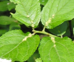Eriophyes homophyllus
