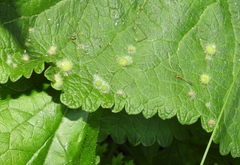 Aceria onychia