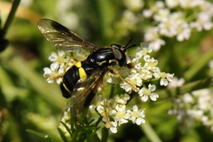 Chrysotoxum bicinctum