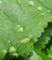 Aceria onychia