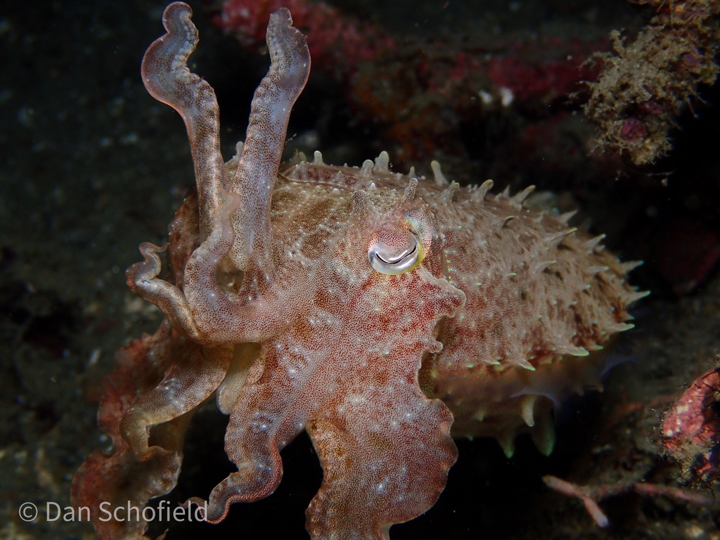 Mottled broadclub cuttlefish on a wreck