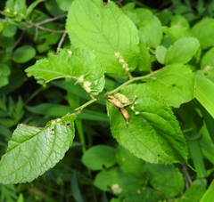 Eriophyes homophyllus