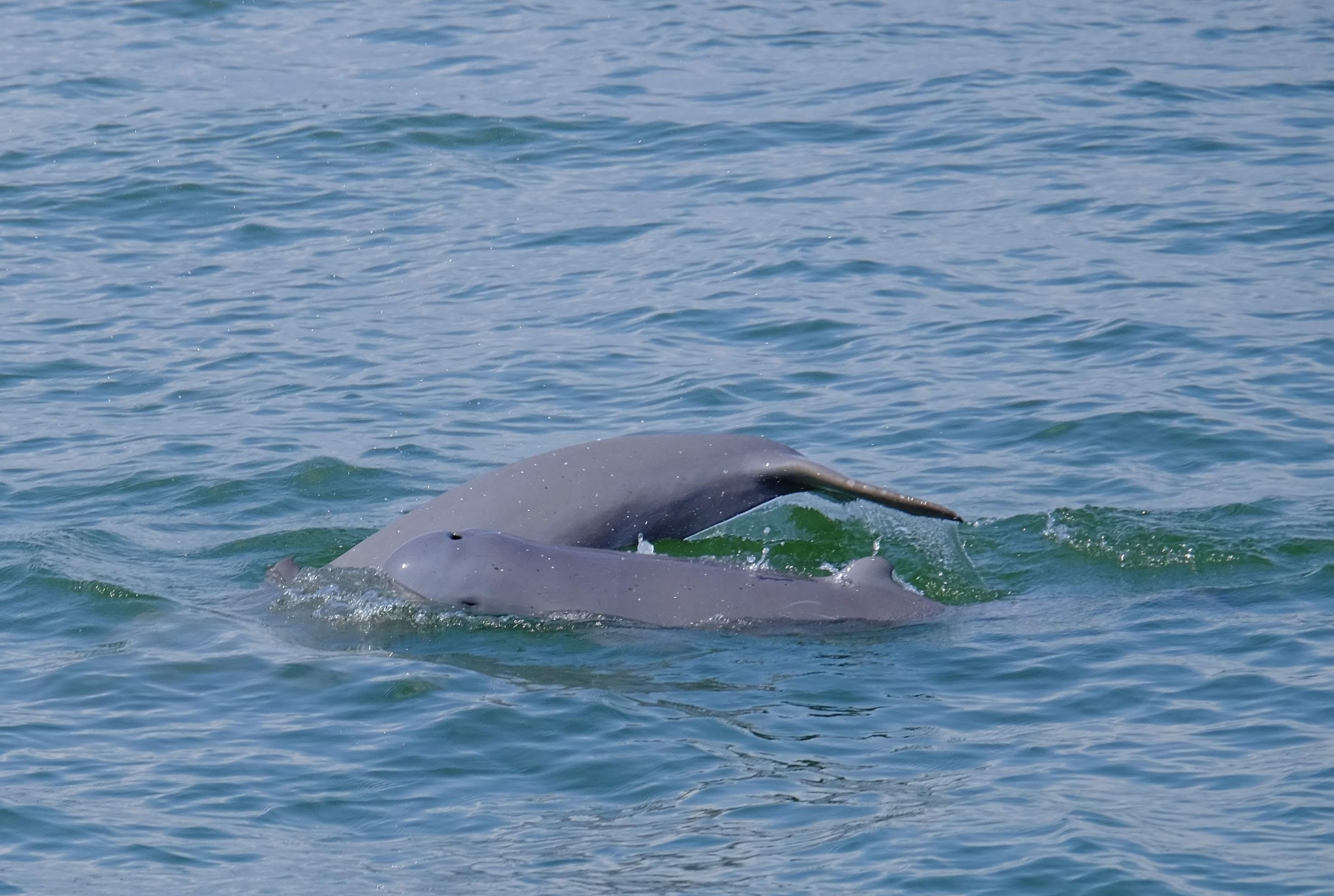 A) Dead sample of Irrawaddy dolphin, Orcaella brevirostris in