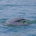 Irrawaddy Dolphin - Photo (c) Long Vu, some rights reserved (CC BY), uploaded by Long Vu