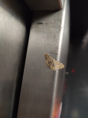 Scopula rufomixtaria