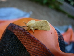 Malacosoma californica