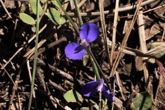 Comesperma sphaerocarpum