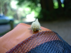 Malacosoma californica
